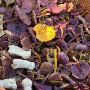 A haul of wild foraged mushrooms, collected on a mushroom hunting event with Forage London