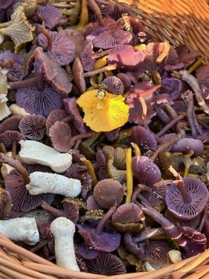 A haul of wild foraged mushrooms, collected on a mushroom hunting event with Forage London
