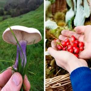 Mushroom and Berries foraging with Forage London