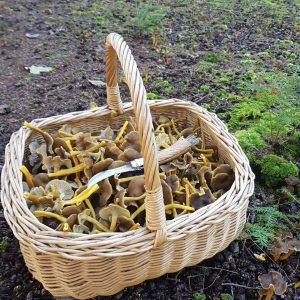 Basket of wild mushrooms winter chanterelle gathered during mushroom hunting with Forage London