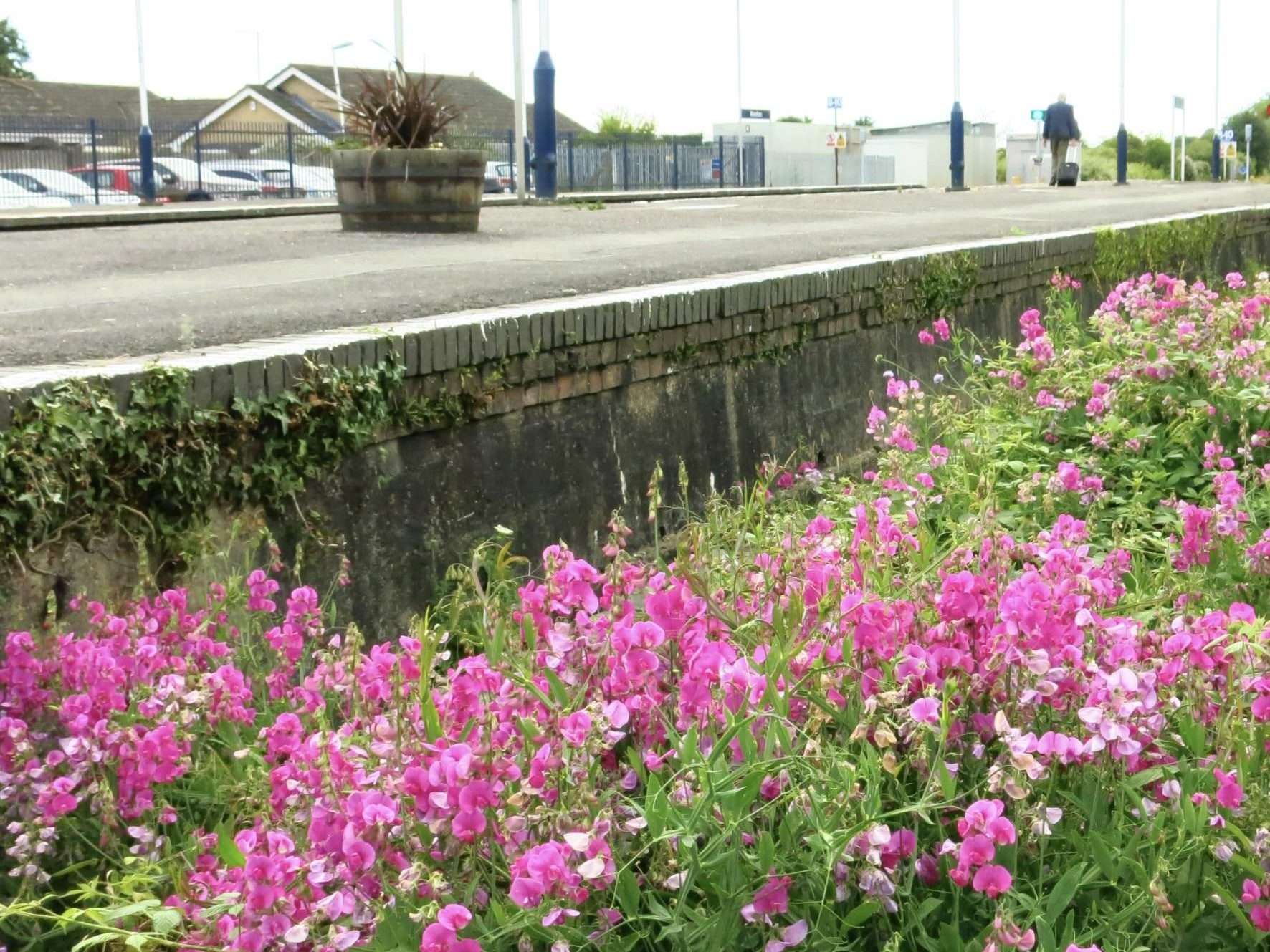 Pink flowers in Dorset the home of Forage London’s Dorset foraging courses and walks