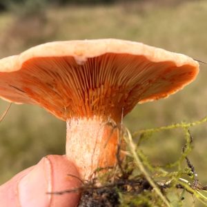 A single mushroom foraged in Dorset with Forage London