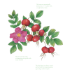 Botanical Print - Japanese Rose