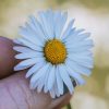 Daisy close up - portrait image