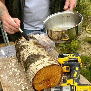 preparing birch log for mushroom cultivation