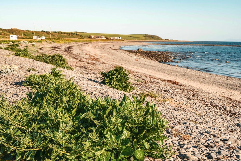 The Coastal Forager photo