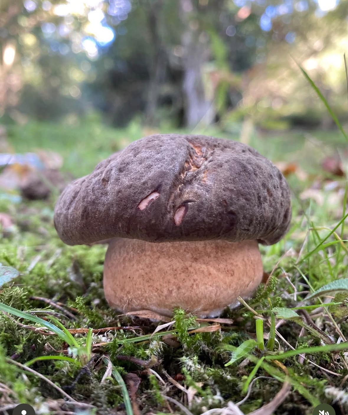 Bolete mushroom