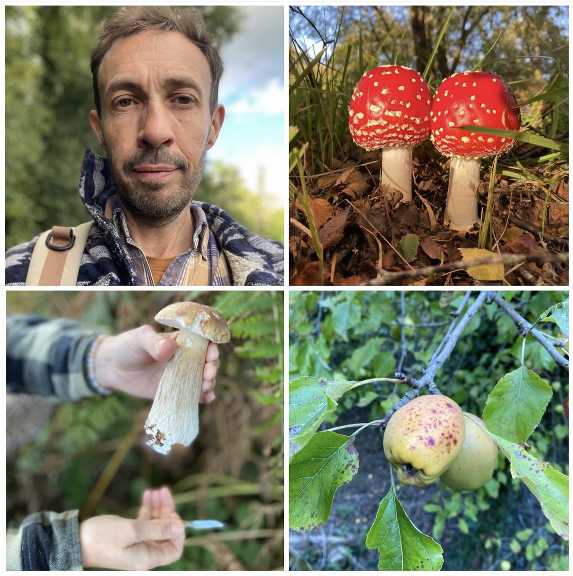 Martin Bailey and mushrooms