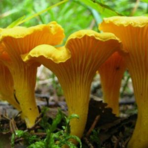 NEW FOREST: Mushroom Hunting: Saturday October 31st 2026