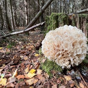 NEW FOREST: Wild Mushroom Hunting: Saturday November 7th 2026.