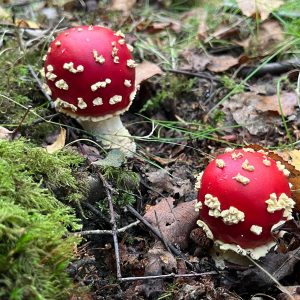 NEW FOREST: Wild Mushroom Hunting: Saturday November 14th 2026