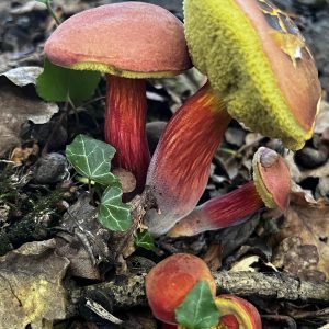 NEW FOREST: Mushroom Hunting: Sunday October 25th 2026. Fully Booked.