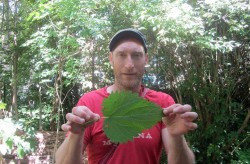 John Rensten Forage London stinging nettle