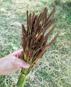 dried plantain seed heads