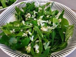 wild garlic wild savoury salad