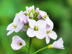 Pink lilac cuckoo flower or Lady's Smock