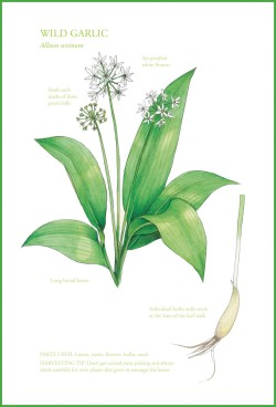 The Edible City wild garlic illustration