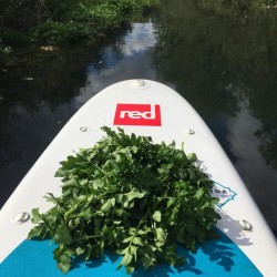 SUP foraging