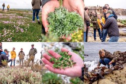 Seashore and salt marshes - Seashore foraging on the Jurassic coast