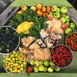 Table of autumn foraged wild foods