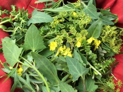 Wild ‘spinach’ and ‘mustard’