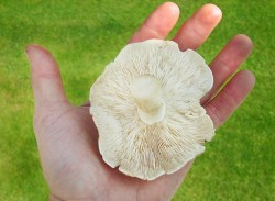 Wild mushroom collected on a mushroom hunting course in London