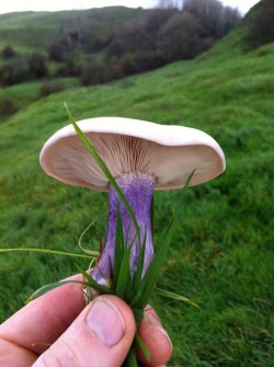 Field Blewit Wild mushroom found on mushroom hunting course in Dorset