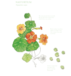 The Edible city June, authored by John Rensten of Forage London, Nasturtium
