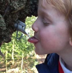 A young boy drinking Birch sap straight from the tree