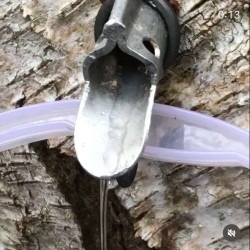 A silver birch tap, Maple spile, harvester birch sap
