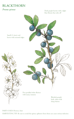 The Edible City December, authored by John Rensten of Forage London, Blackthorn