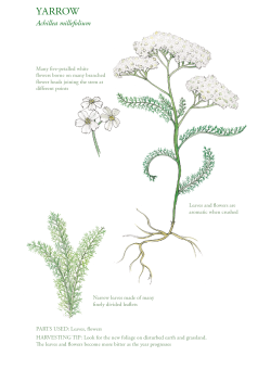 Illustration from the edible city, a year of wild food by John rensten, Yarrow leaves and flowers