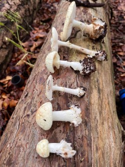 A selection of foraged wild mushrooms, displayed on a tree trunk at the end of a mushroom hunting course in the New Forest