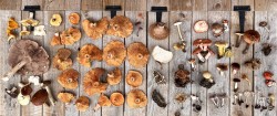 A large selection of wild foraged mushrooms collected during a wild mushroom hunting walk with Forage London