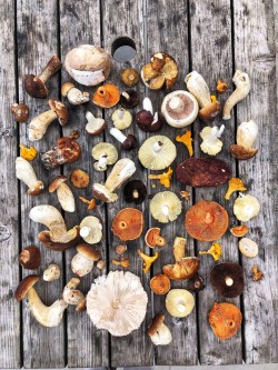 Autumnal wild mushrooms foraged on a Forage London wild food walk
