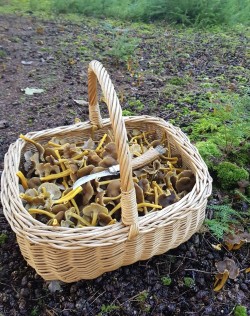 Basket of wild mushrooms winter chanterelle gathered during mushroom hunting with Forage London